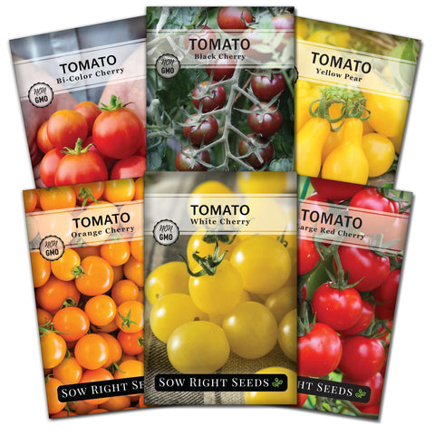 Sow Right Seeds Black Cherry tomatoes on the vine ideal for fresh snacking