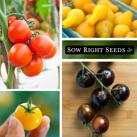 Sow Right Seeds White Cherry tomatoes offer delicate sweetness for appetizers