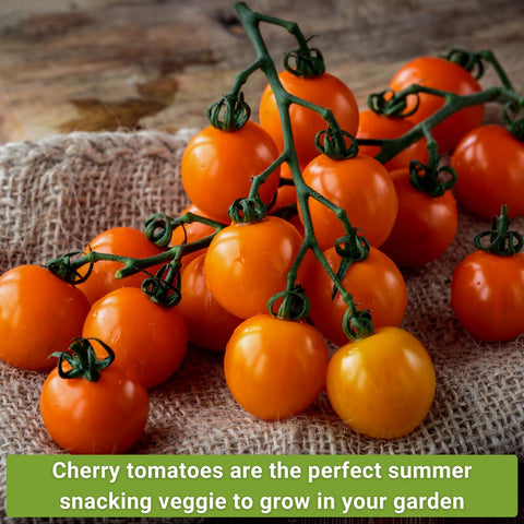 Sow Right Seeds Yellow Pear tomatoes bring sunny sweetness to snacking