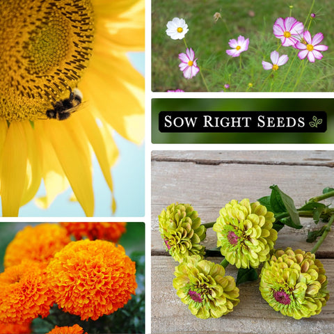 Sow Right Seeds china-aster packets bring lush color to beds and containers.