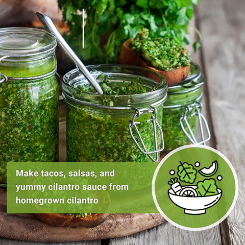 Sow Right Seeds cilantro adaptable indoors or outdoors for fresh leaves