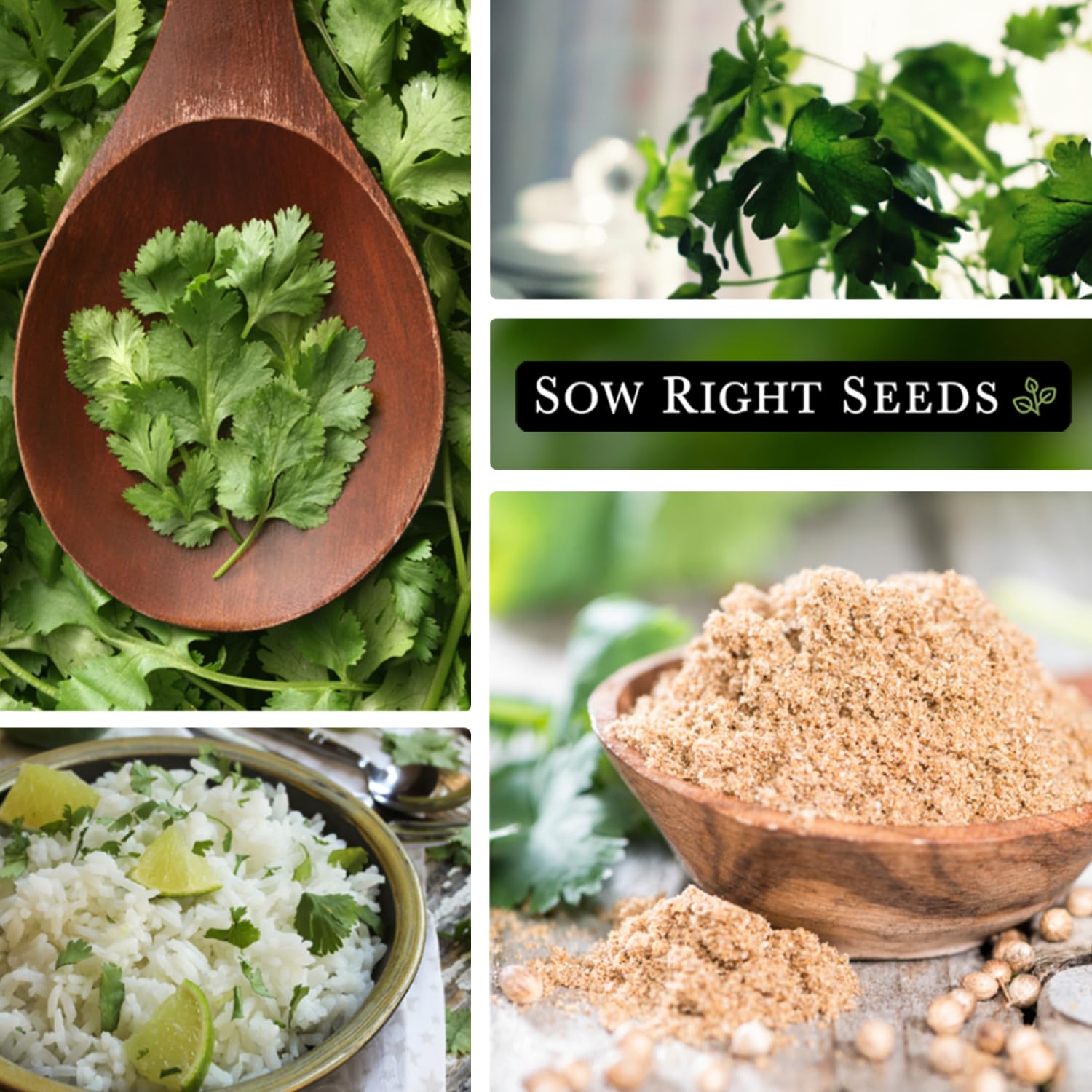 Sow Right Seeds cilantro matures in 55-75 days for timely harvests