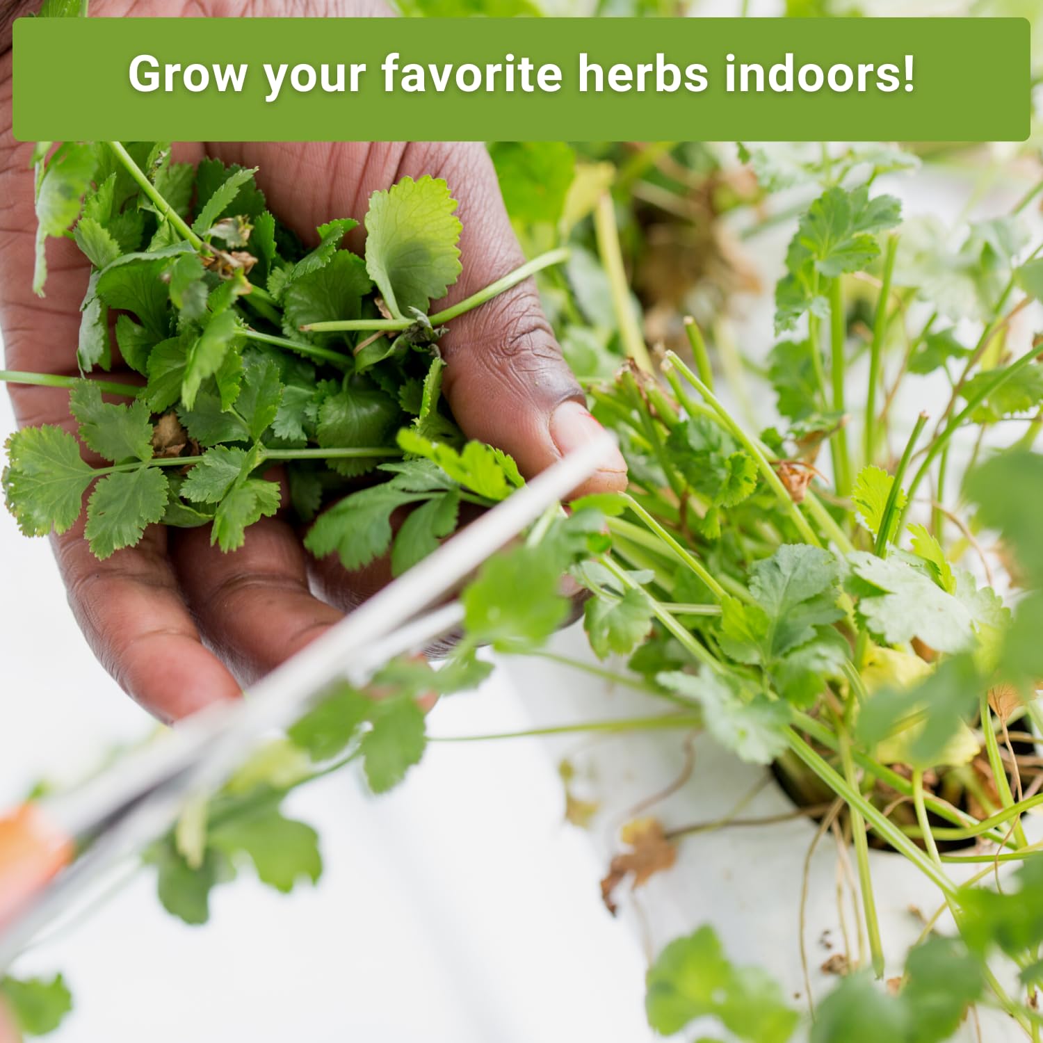 Sow Right Seeds Cilantro packet for fresh cilantro in hydroponic kitchens.