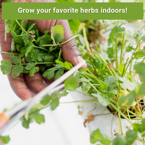 Sow Right Seeds Cilantro packet for fresh cilantro in hydroponic kitchens.