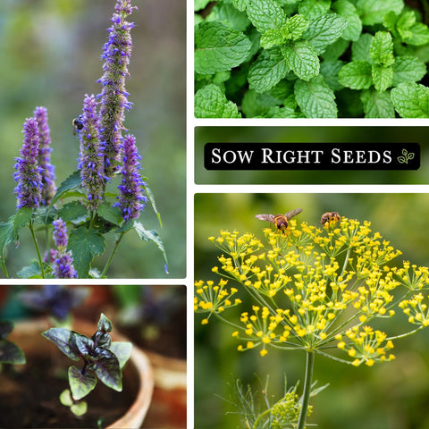 Sow Right Seeds Cilantro packet for bright salsas and fresh garnishes