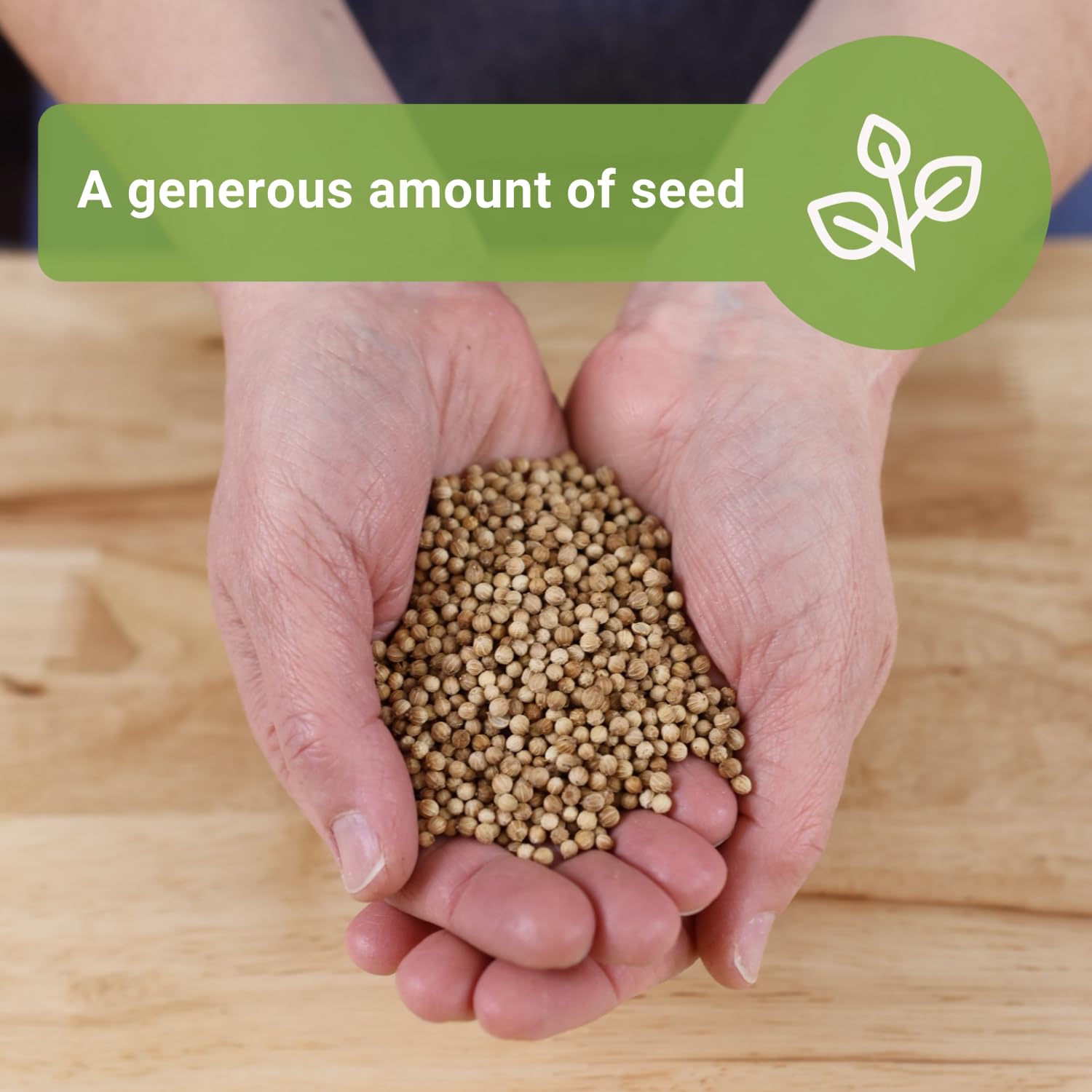 Sow Right Seeds cilantro seeds planted 1/2 inch deep promote sprouts