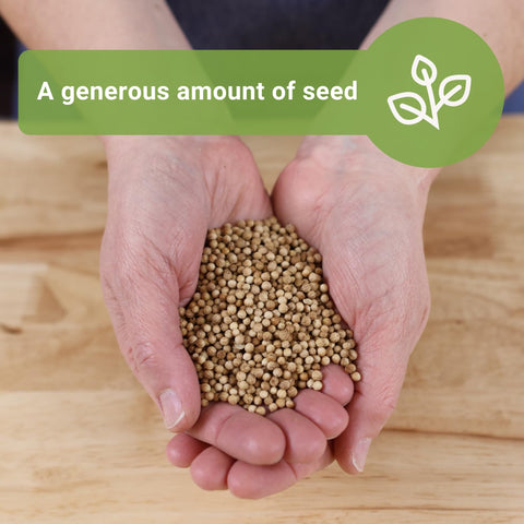 Sow Right Seeds cilantro seeds planted 1/2 inch deep promote sprouts
