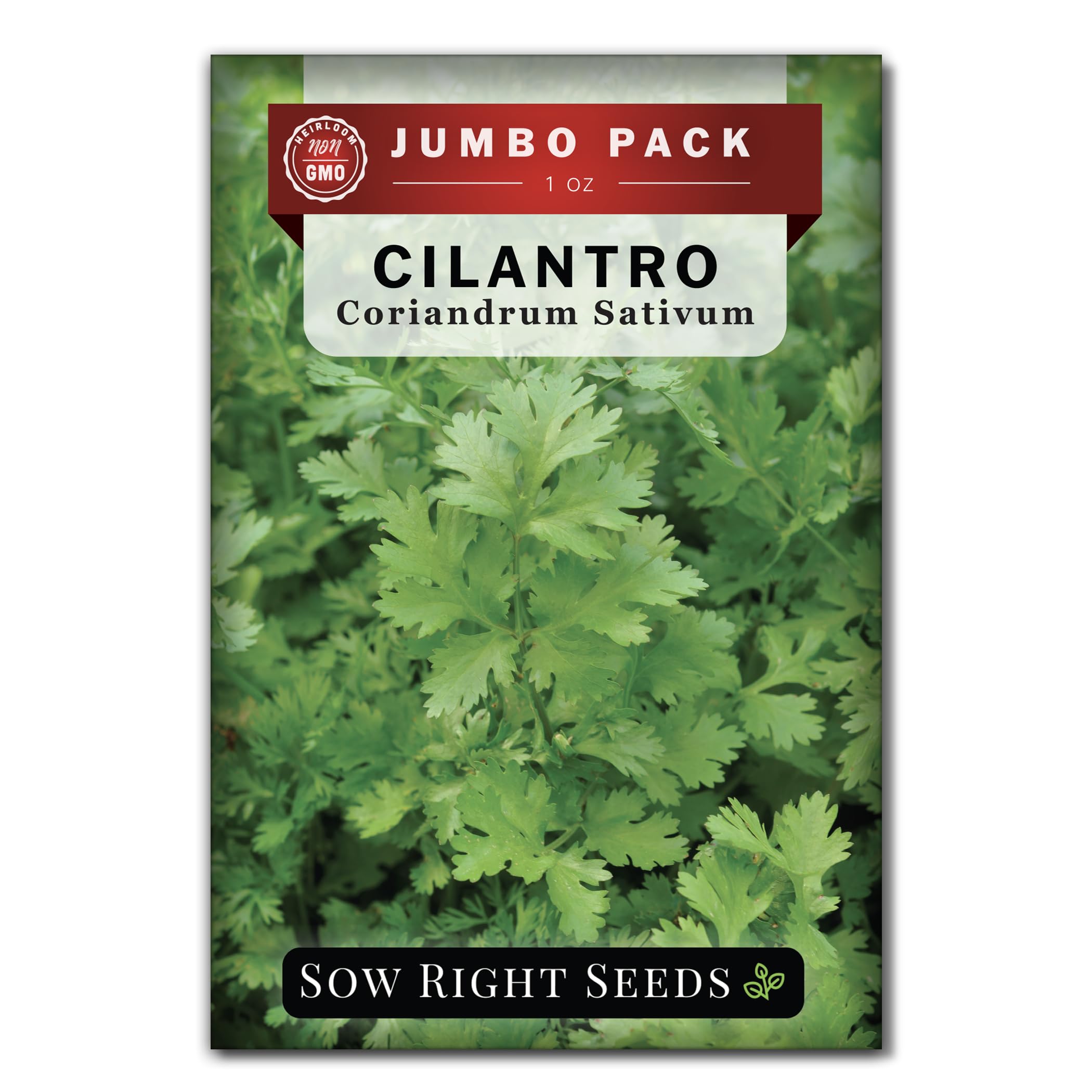 Sow Right Seeds cilantro seeds bulk 1oz for abundant home harvests