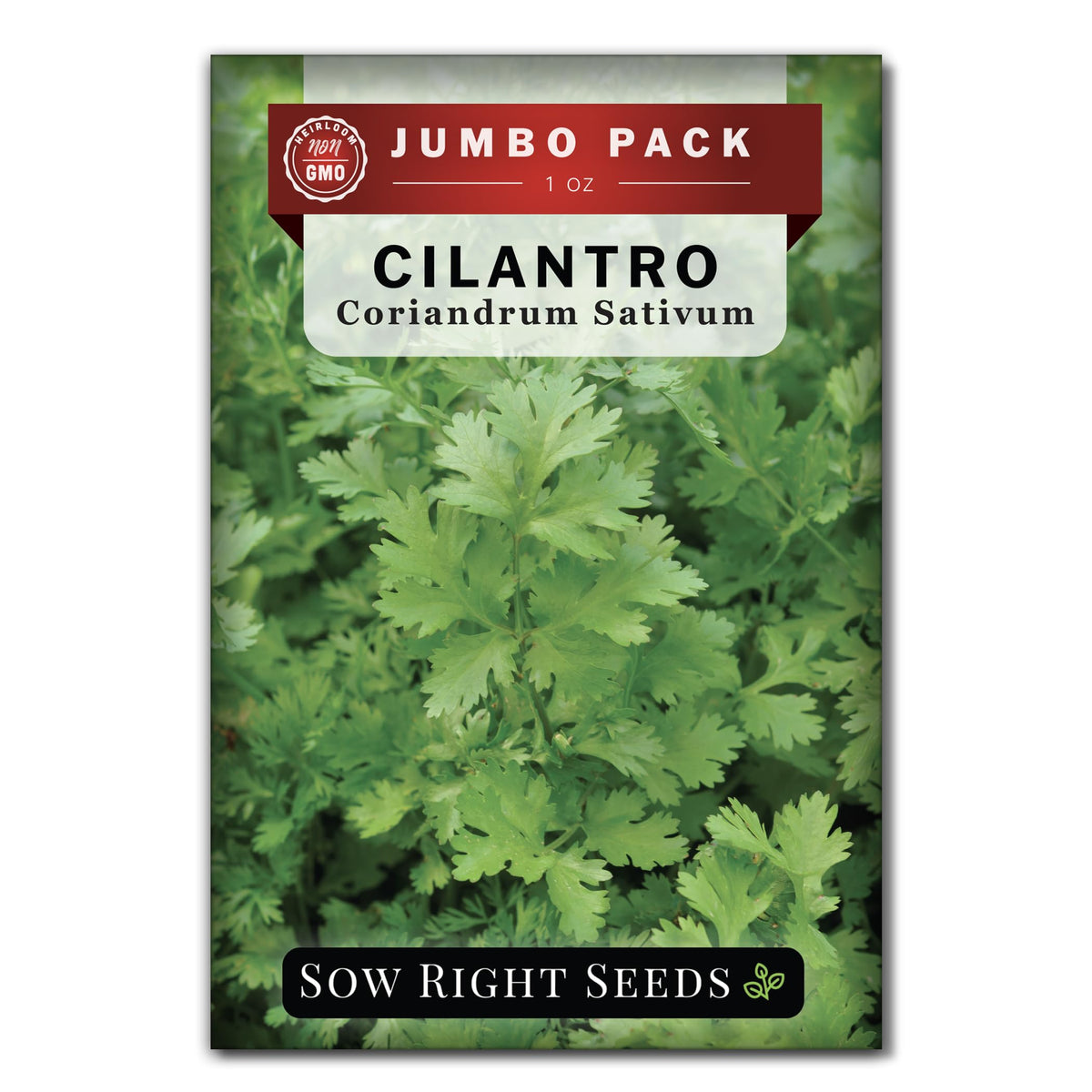 Sow Right Seeds cilantro seeds bulk 1oz for abundant home harvests