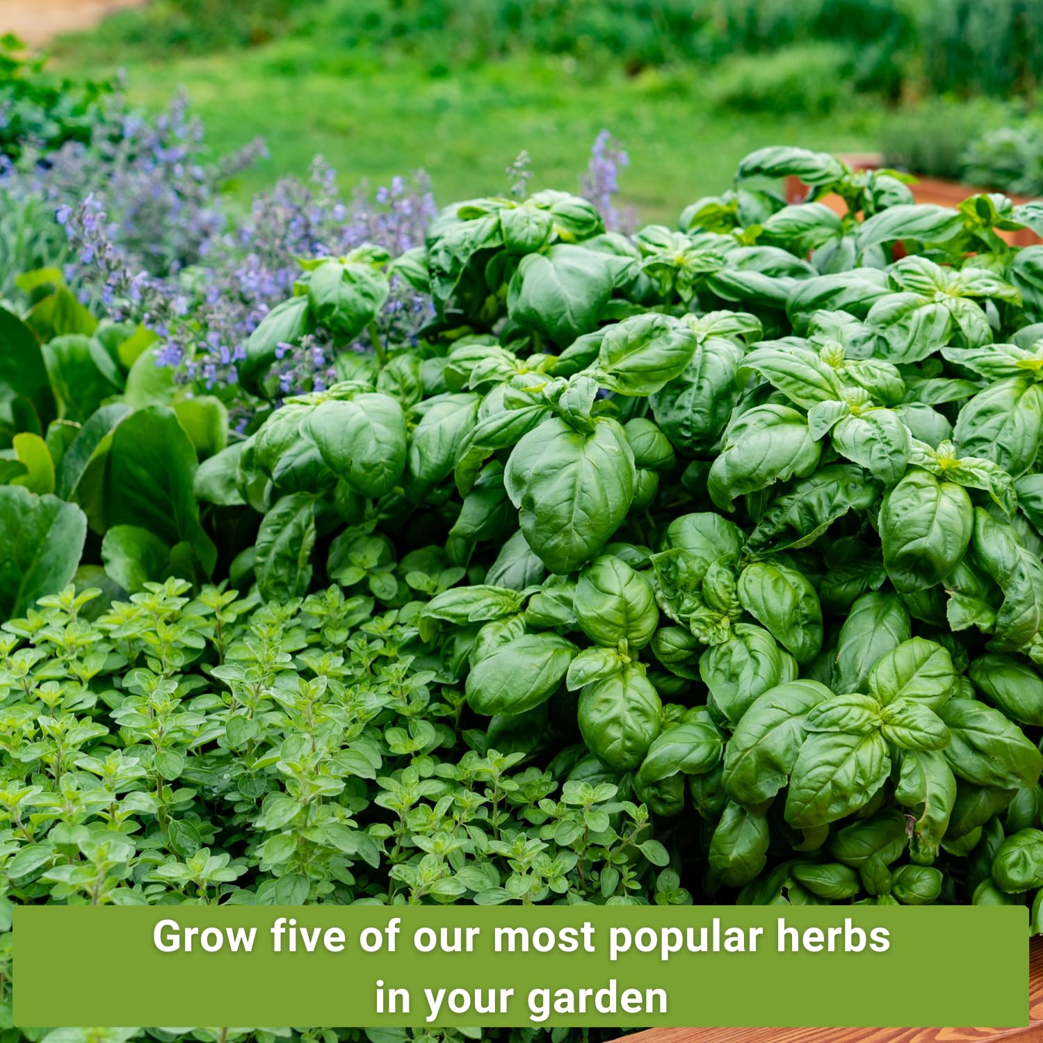 Sow Right Seeds cilantro seeds packet closeup for bright salsas