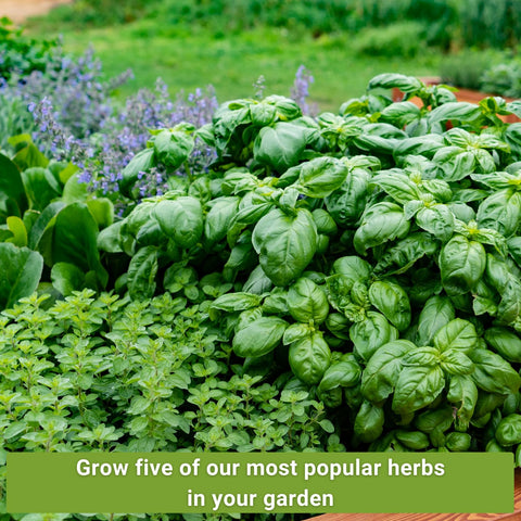 Sow Right Seeds cilantro seeds packet closeup for bright salsas