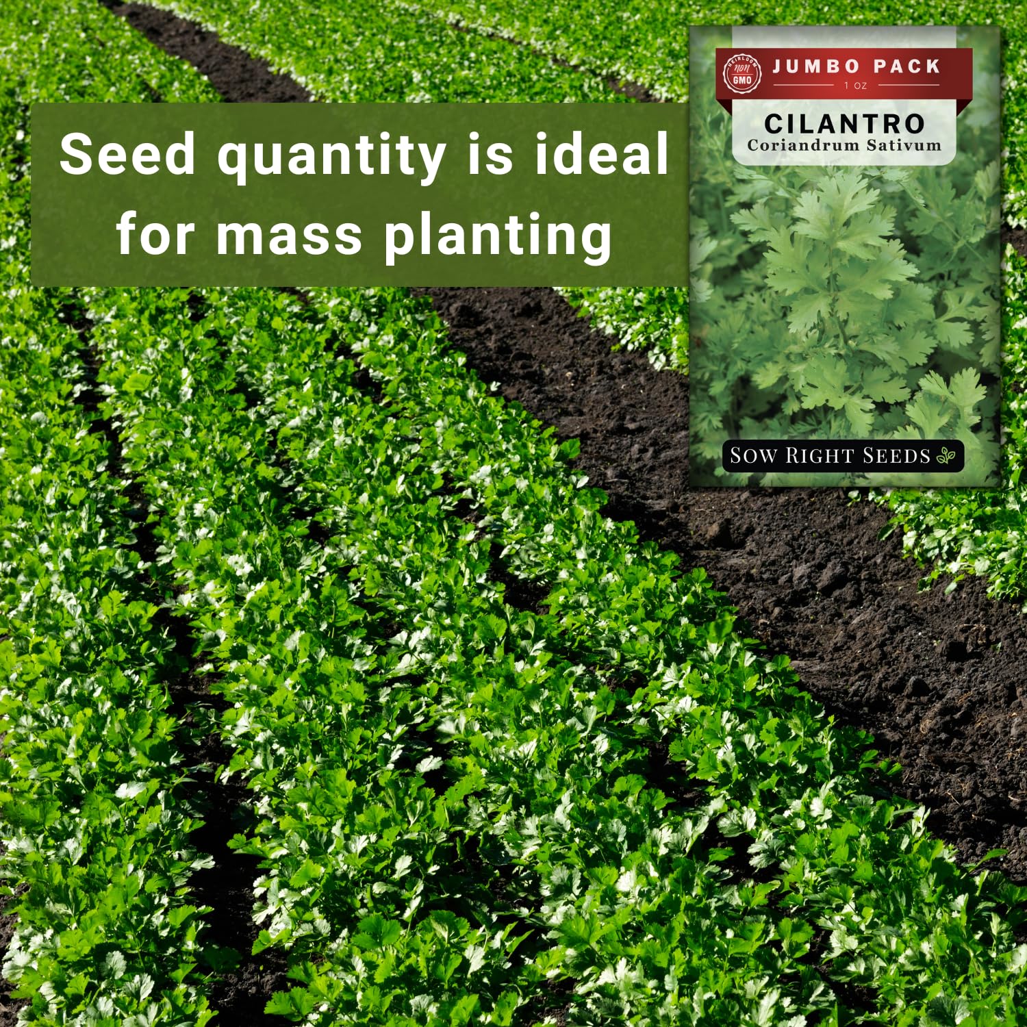 Sow Right Seeds cilantro spacing 8 inches for healthy plants