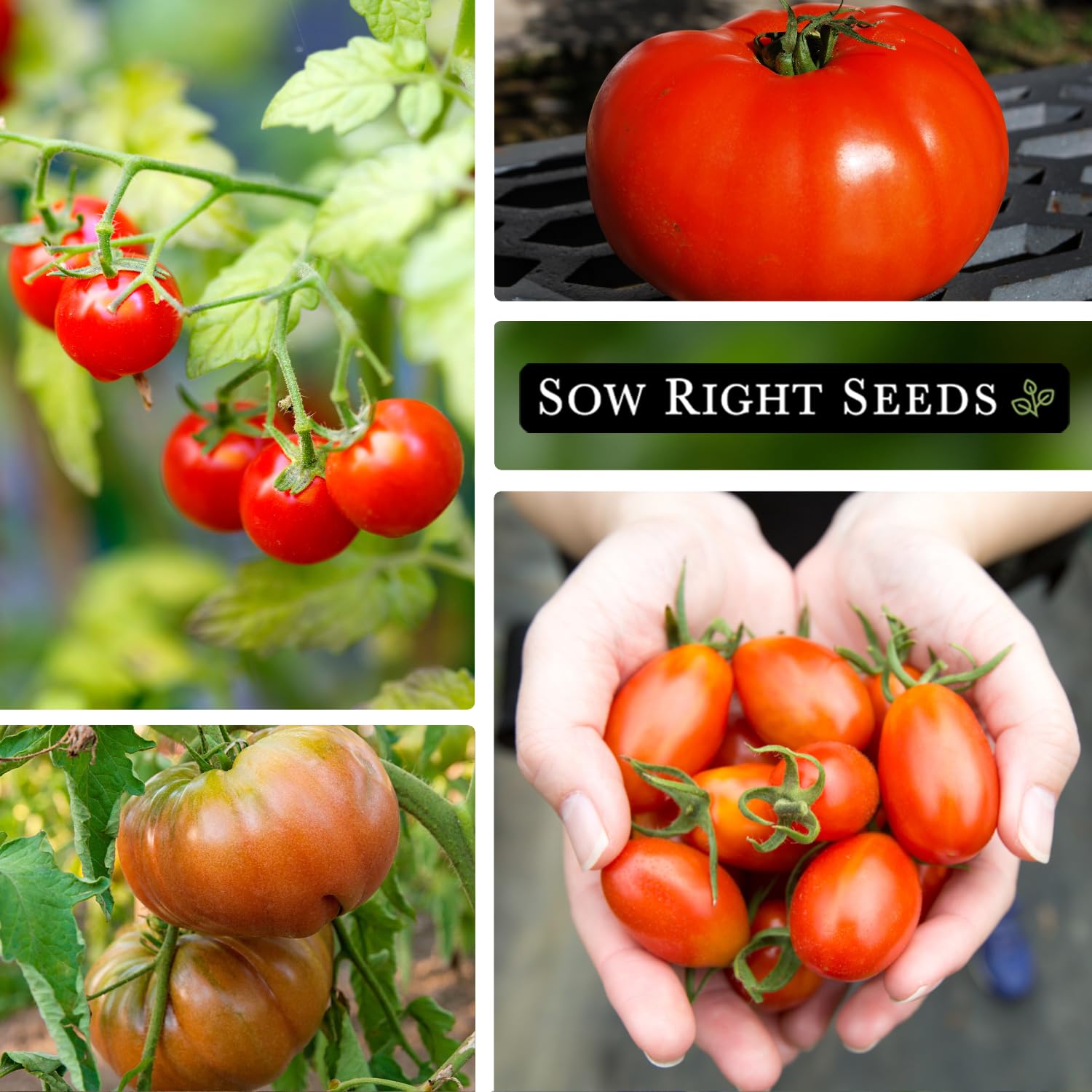 Sow Right Seeds Large Red Cherry tomato image, small, sweet fruit ideal for snacking.