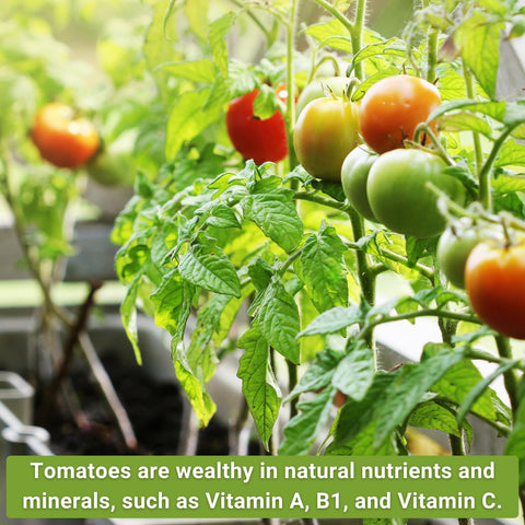Sow Right Seeds Marglobe tomato image, classic heirloom for slicing and sauces.