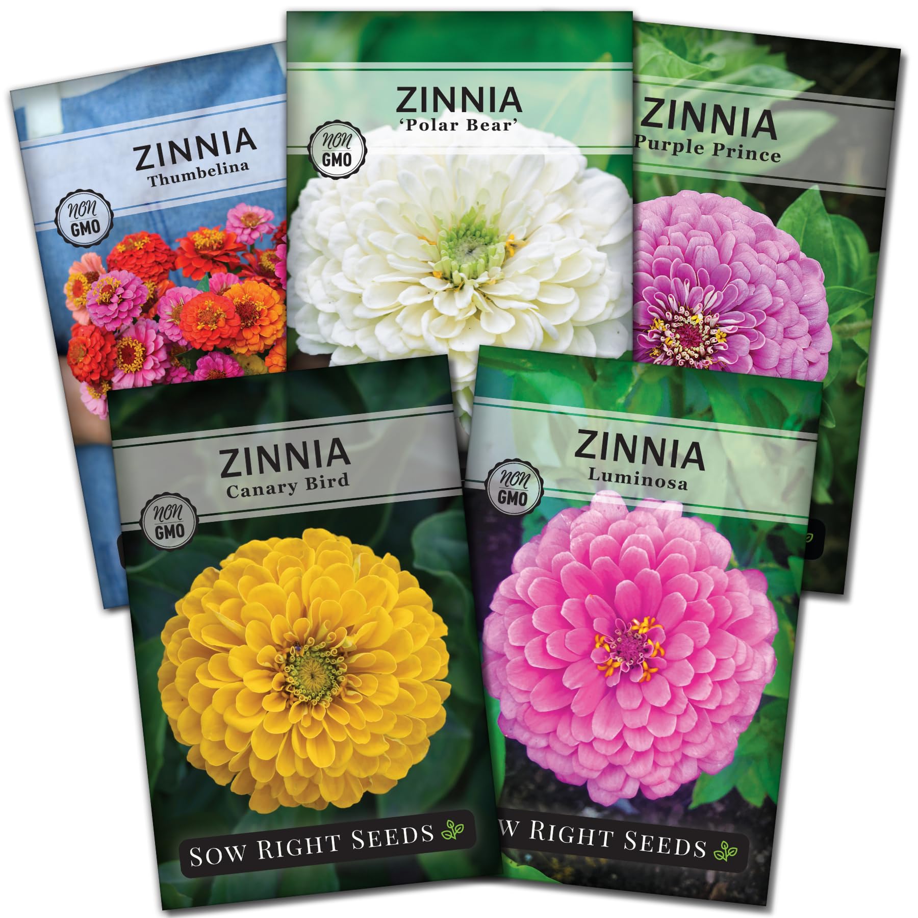 Sow Right Seeds Luminosa pink zinnia bloom for vibrant garden display