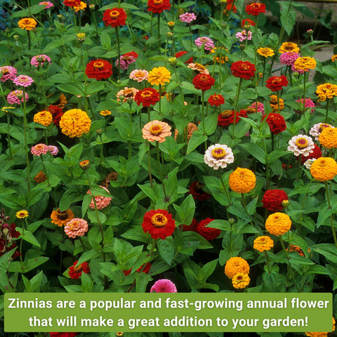 Sow Right Seeds Polar Bear white zinnia brightens borders with crisp contrast