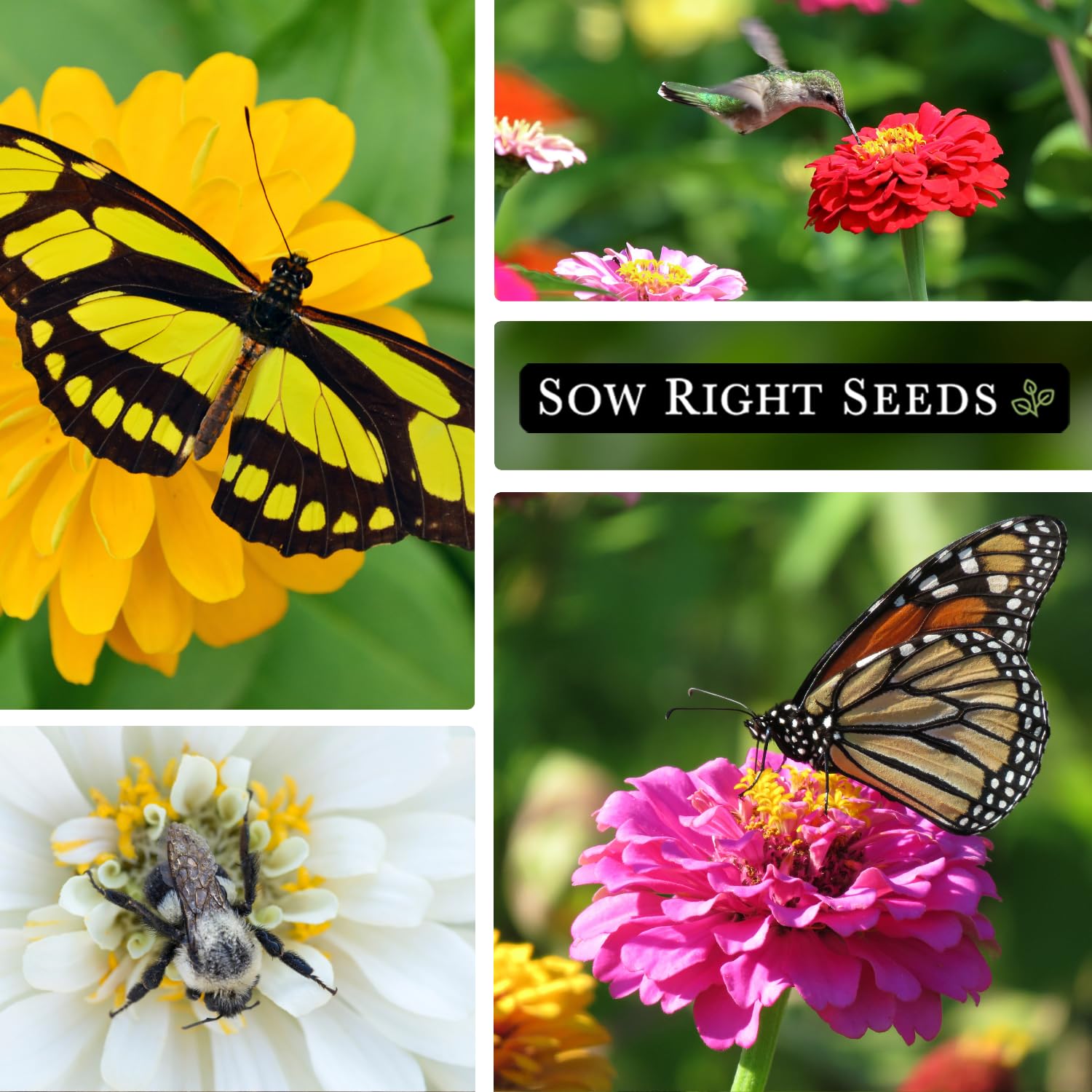 Sow Right Seeds Purple Prince violet zinnia offers bold color in bouquets