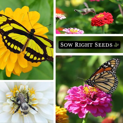 Sow Right Seeds Purple Prince violet zinnia offers bold color in bouquets