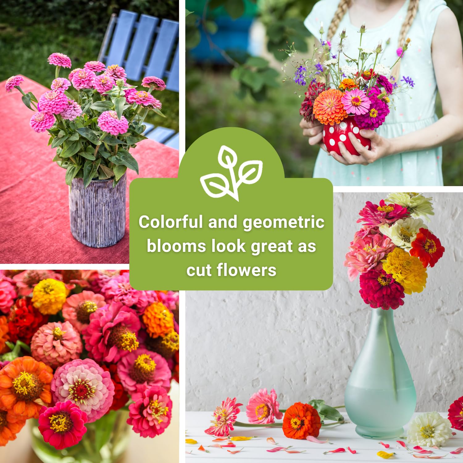 Sow Right Seeds Thumbelina dwarf multicolor zinnia fits small spaces beautifully