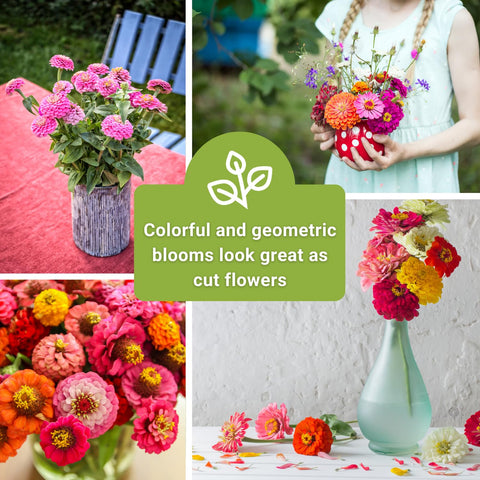 Sow Right Seeds Thumbelina dwarf multicolor zinnia fits small spaces beautifully