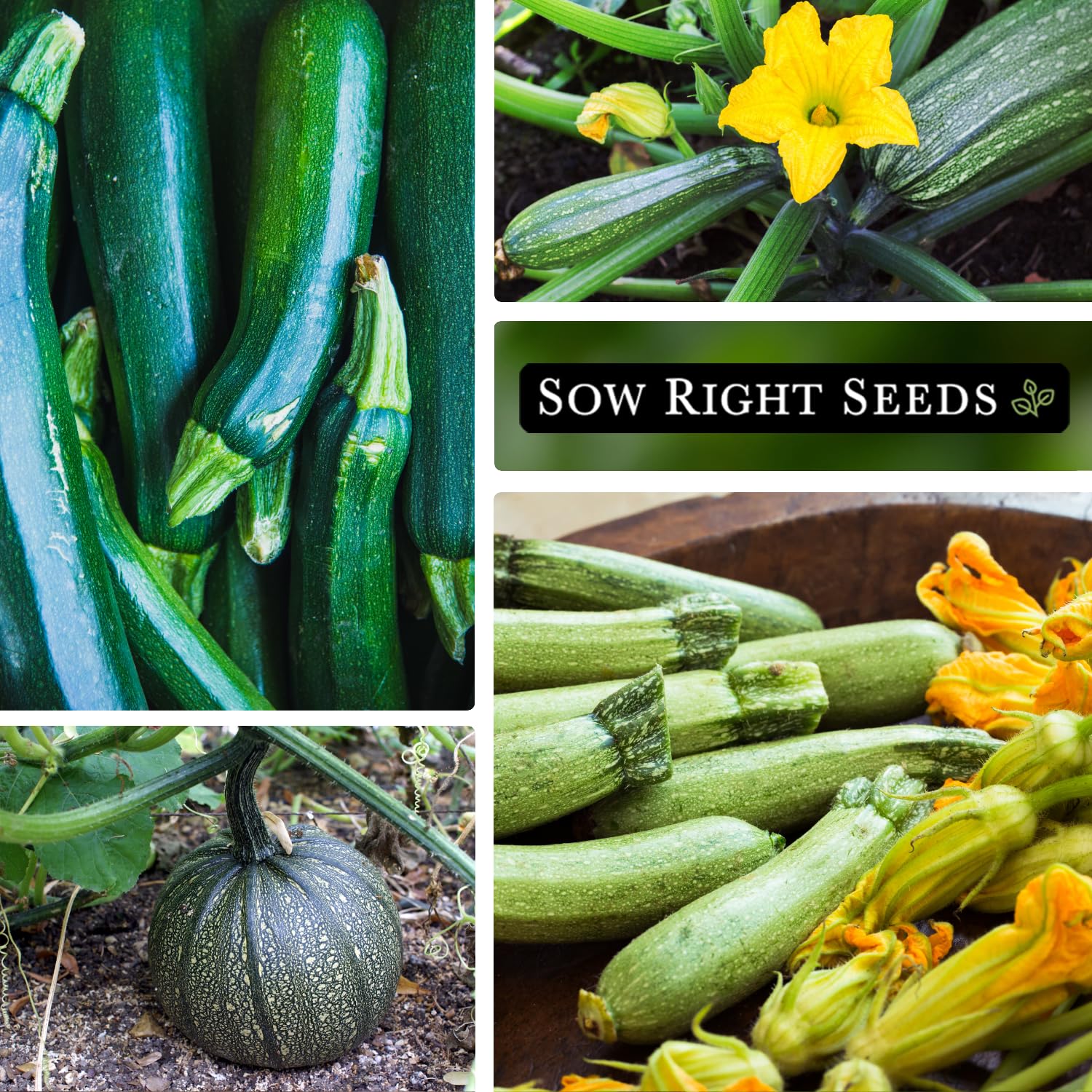 Sow Right Seeds Cocozelle zucchini seed packet for versatile dishes.