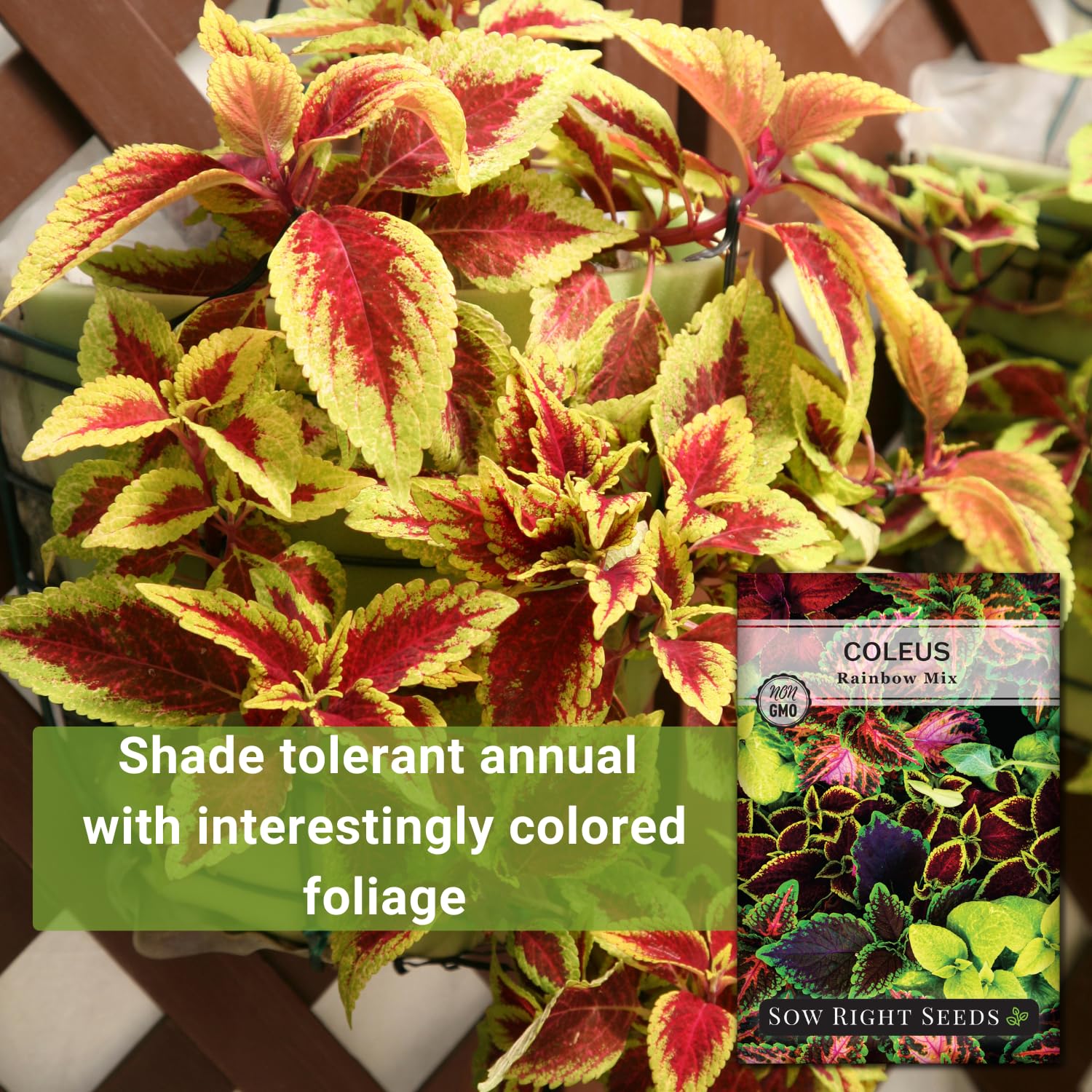 Sow Right Seeds Coleus Rainbow Mix leaves display rainbow colors in a garden close-up