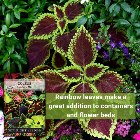 Sow Right Seeds Coleus Rainbow Mix ornamental foliage adds drama to beds and borders.