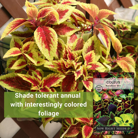 Sow Right Seeds Coleus Rainbow Mix potted plant ready for indoors or patios with bright color.