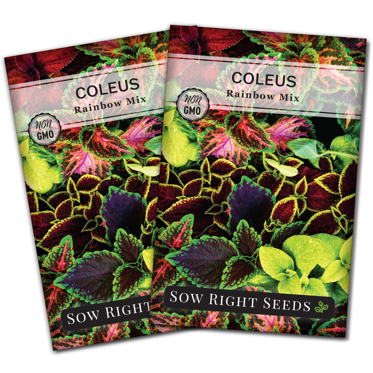 Sow Right Seeds Coleus Rainbow Mix seed packets show vibrant color variety for gardens
