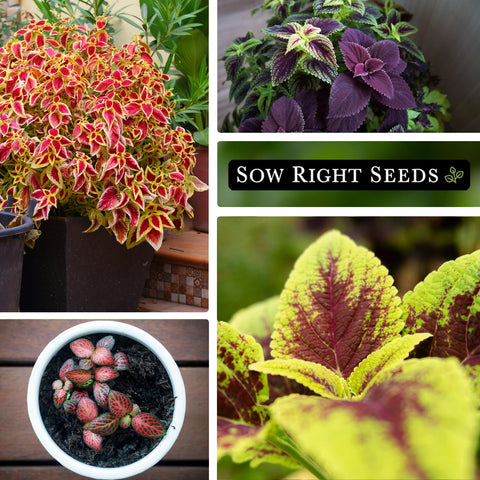 Sow Right Seeds Coleus Rainbow Mix in shaded garden thrives as a color focal point.