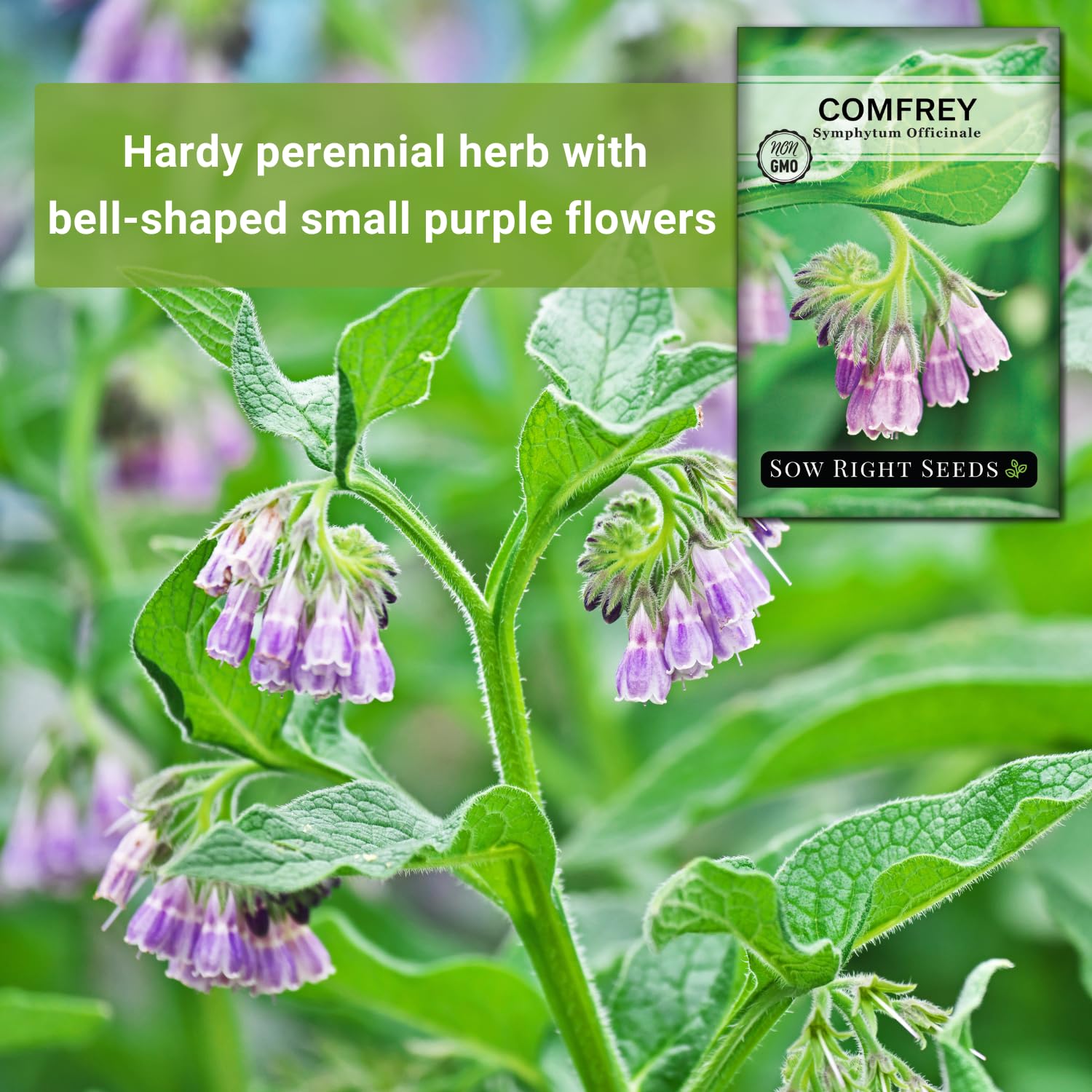 Sow Right Seeds comfrey leaves close-up showing large hairy leaves for soil conditioning.