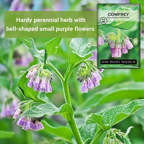 Sow Right Seeds comfrey leaves close-up showing large hairy leaves for soil conditioning.