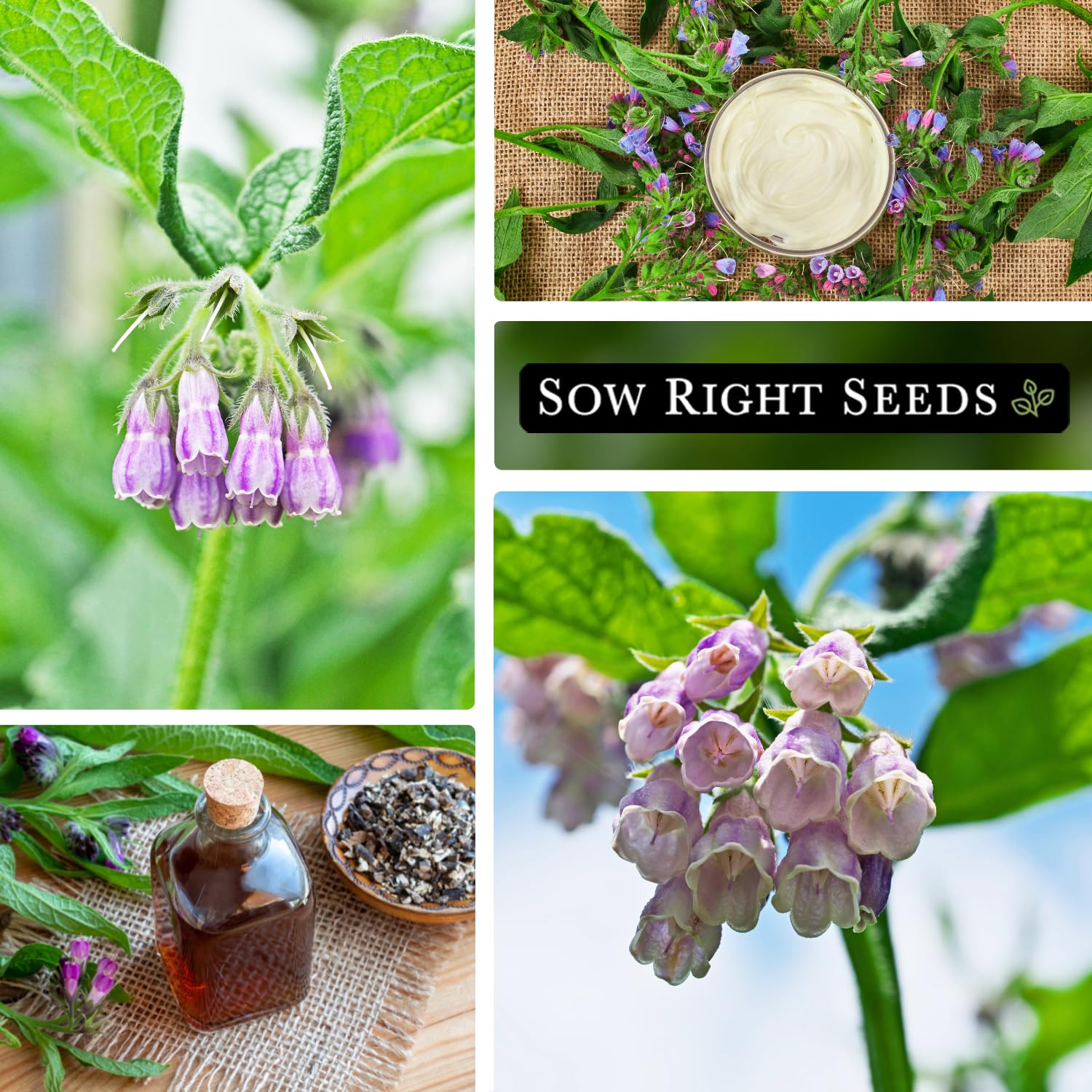 Sow Right Seeds comfrey grows 3-4 ft tall in sun or partial shade.