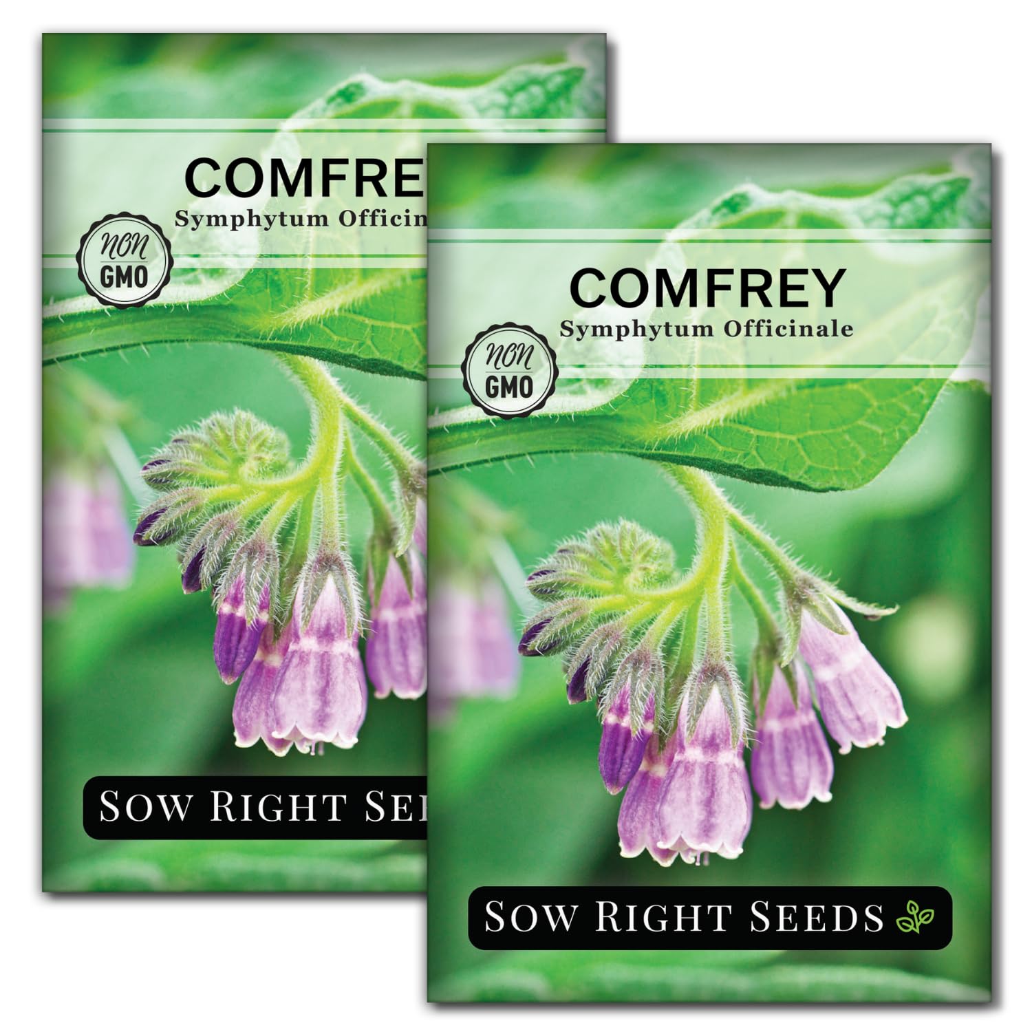 Sow Right Seeds comfrey flowers with purple bells attract pollinators.