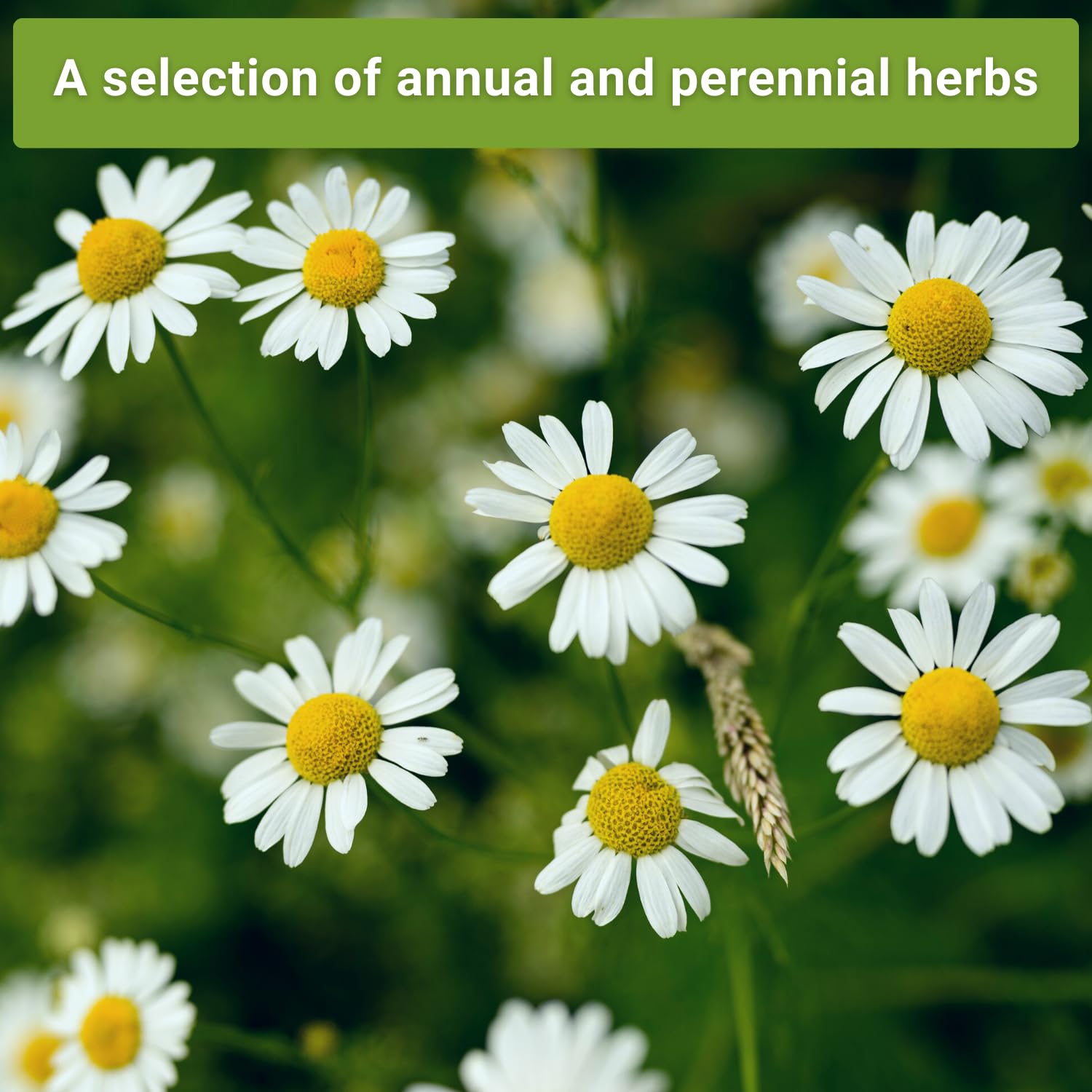Sow Right Seeds Common Chives packet for quick greens and tasty toppings
