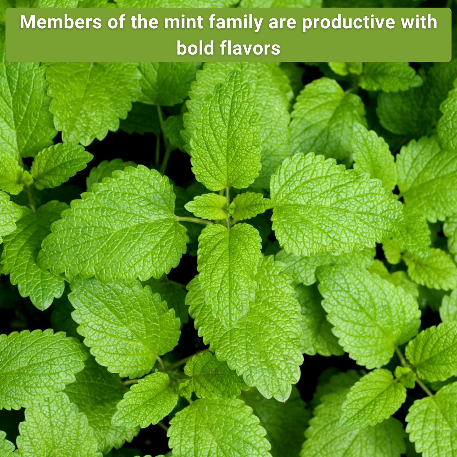 Sow Right Seeds common mint seed packet for fresh greens in salads