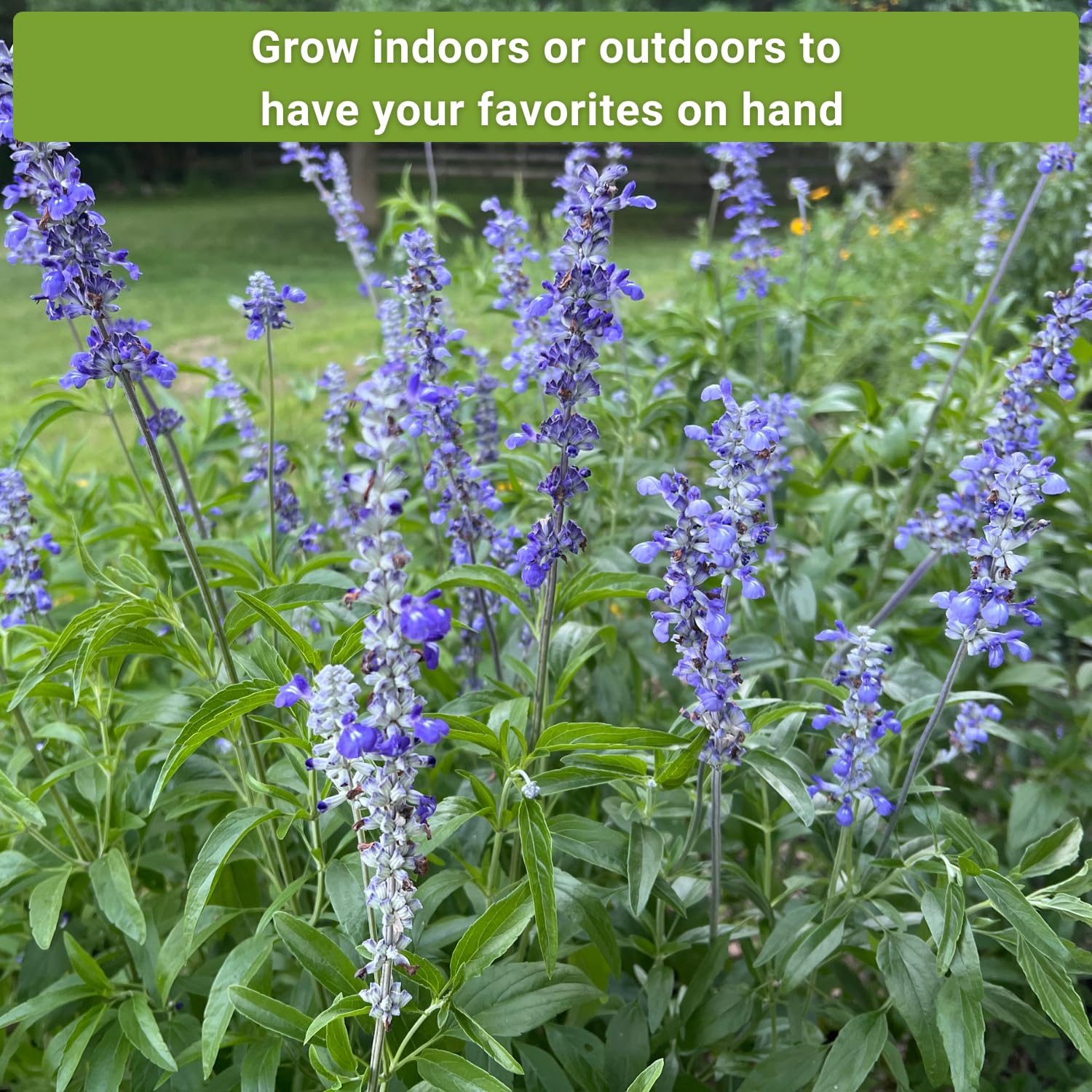Sow Right Seeds common sage seed packet for versatile, savory herbs in kitchen