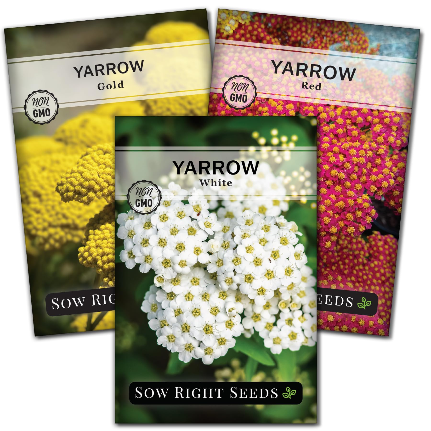 Sow Right Seeds common white yarrow seeds for vibrant borders and pollinator support