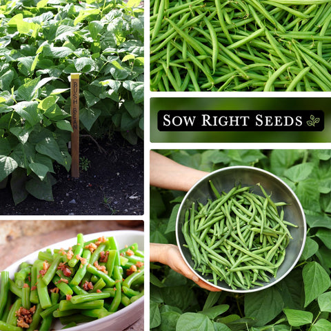 Sow Right Seeds Contender beans taste great fresh from the garden.