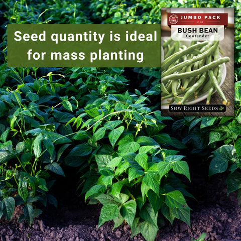 Sow Right Seeds Contender beans ready to harvest in 60–75 days.