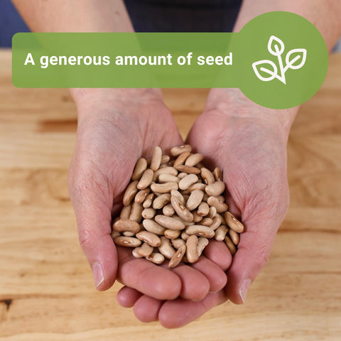 Sow Right Seeds Contender beans grow up to 22 inches tall in full sun.