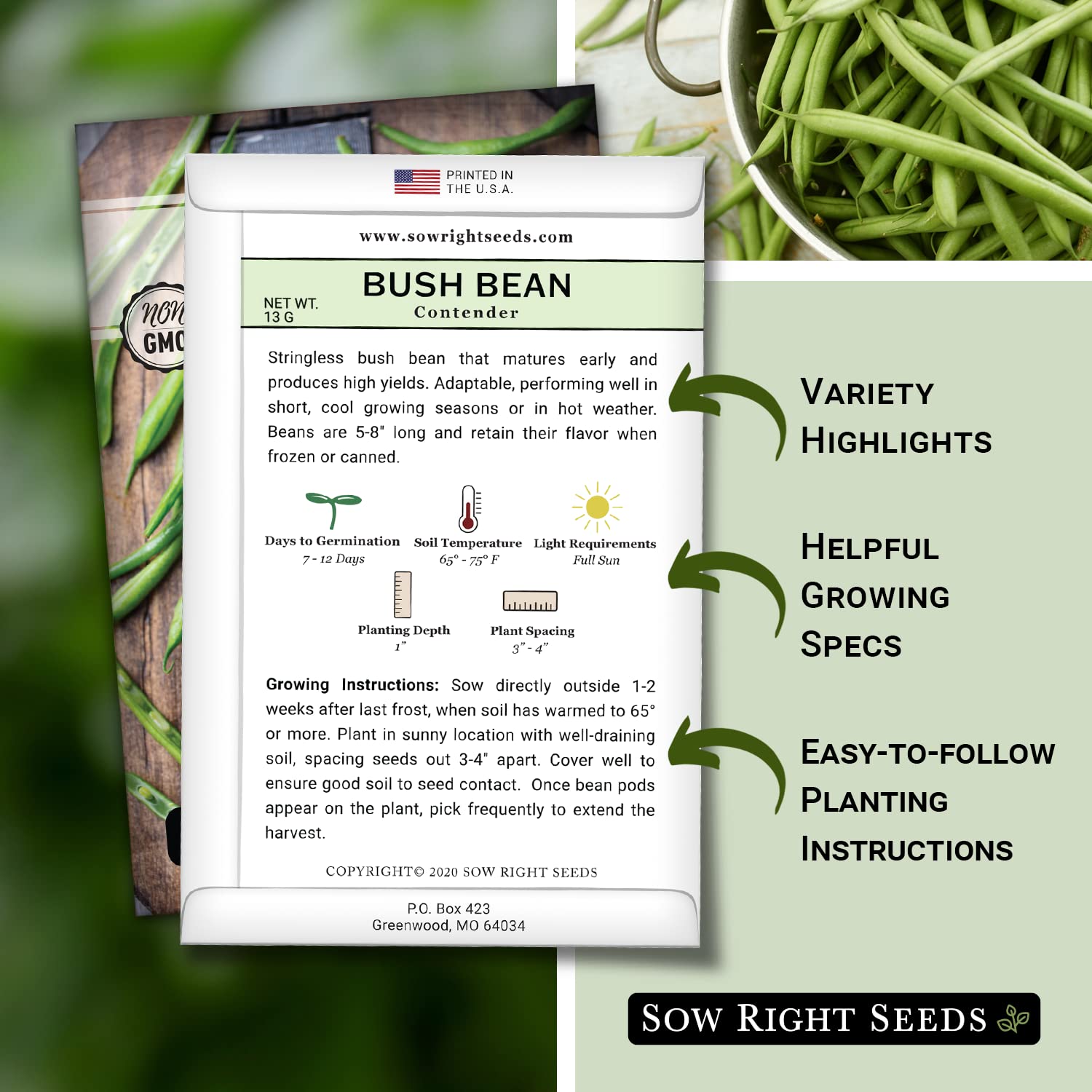 Contender bean green pods in a sunny garden for fresh meals.