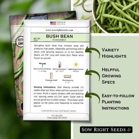 Contender bean green pods in a sunny garden for fresh meals.