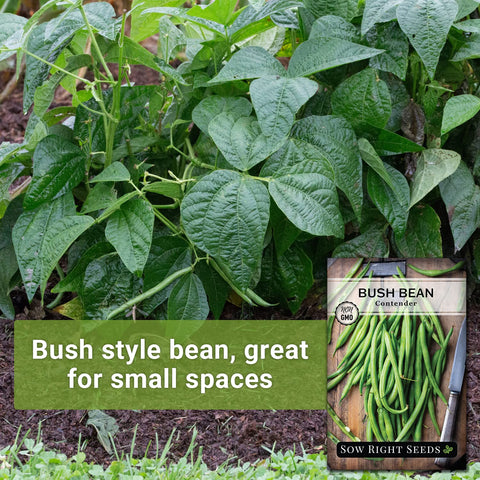 Sow Right Seeds Contender bush bean plant spacing guides 3–4 inch apart for best growth.