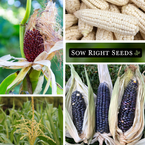 Sow Right Seeds Open-pollinated corn stalk in garden demonstrates tall, productive plants.