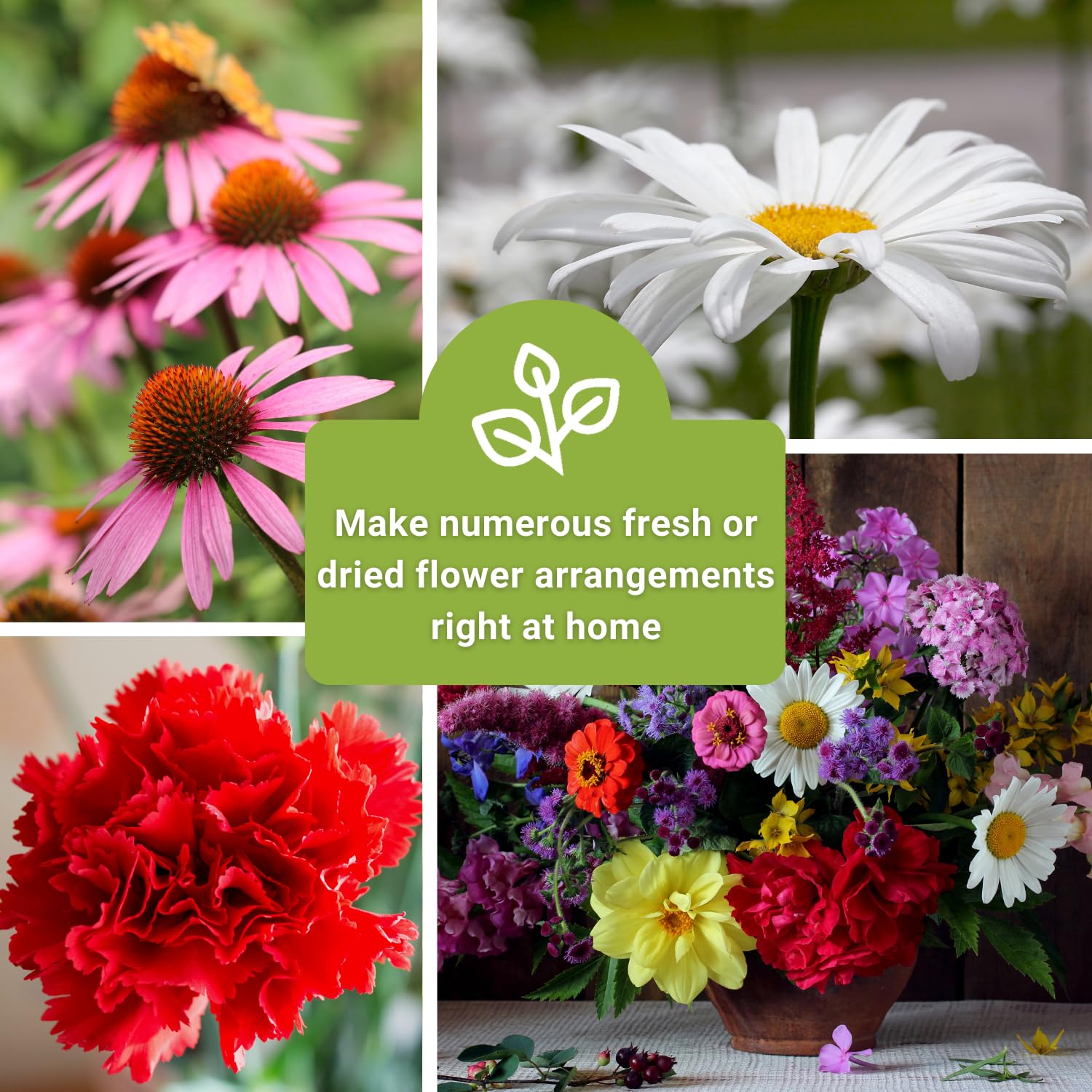 Sow Right Seeds cosmos candystripe packet for delicate, airy bouquets