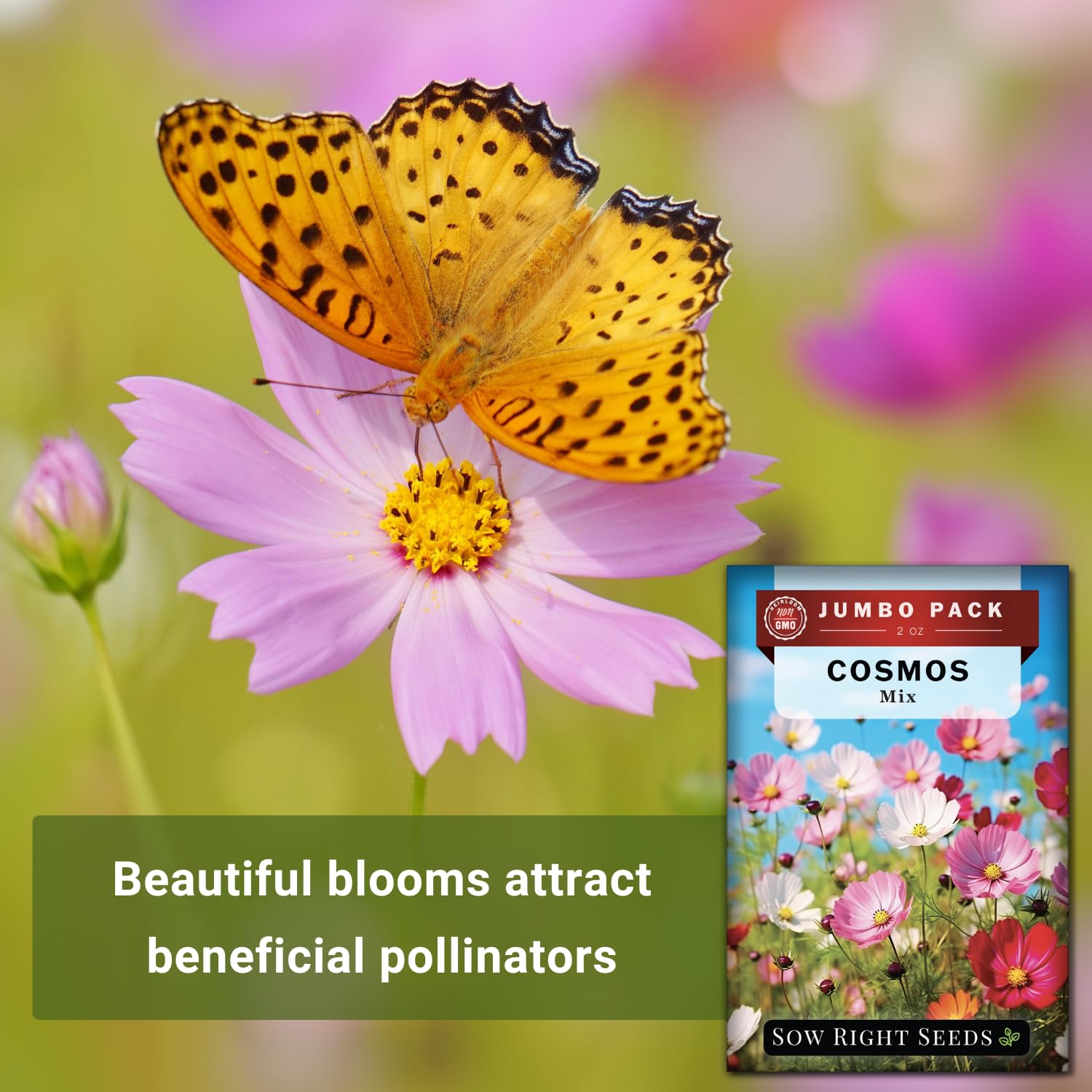 Sow Right Seeds cosmos long-lasting cut flowers for indoor arrangements.