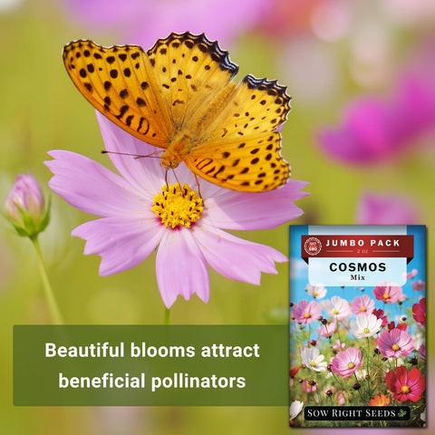 Sow Right Seeds cosmos long-lasting cut flowers for indoor arrangements.
