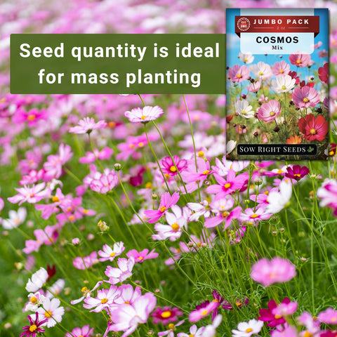 Sow Right Seeds cosmos ideal for sunny garden beds.