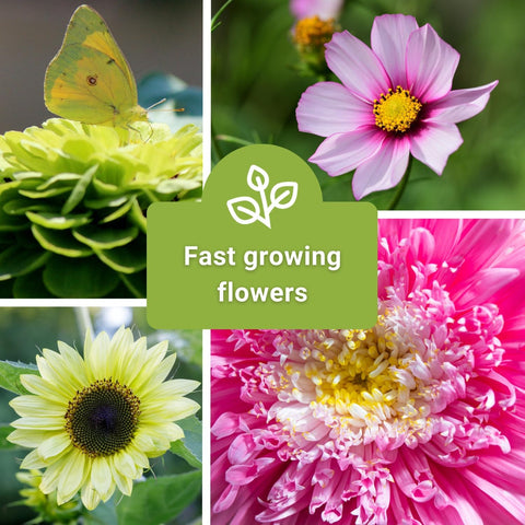 Sow Right Seeds cosmos packets offer airy blooms for borders and bouquets.